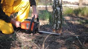 Reliable Wallace, LA Tree Removal and Landscaping Services Solutions